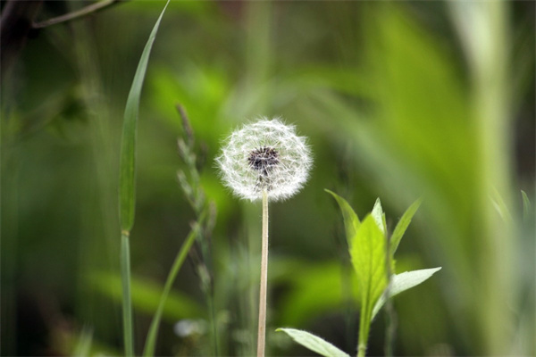 泰安訂鮮花(泰安買花市場(chǎng))