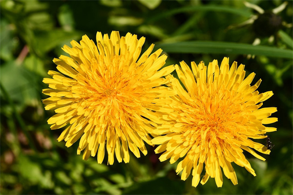 什么花對(duì)睡眠有好處(什么花有益睡眠)