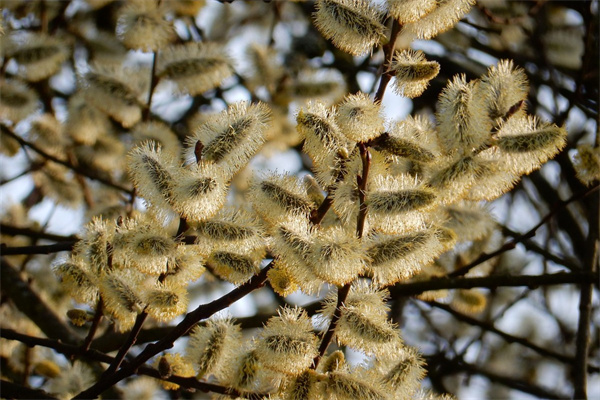 春天有那些花開(請(qǐng)問(wèn)春天有哪些花開)